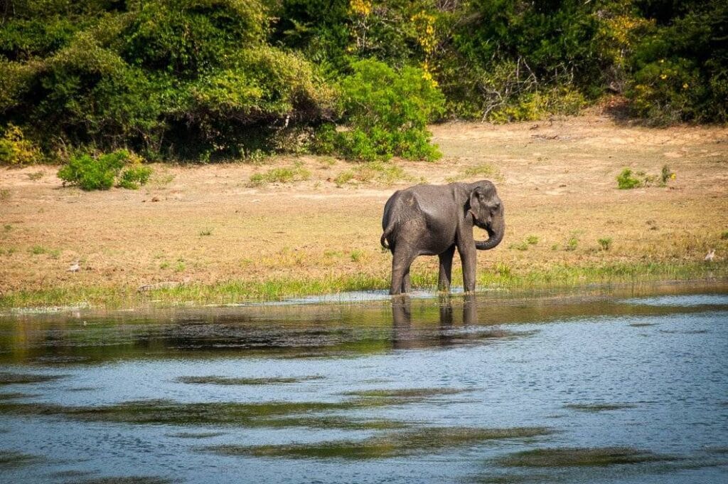 Yala National Park