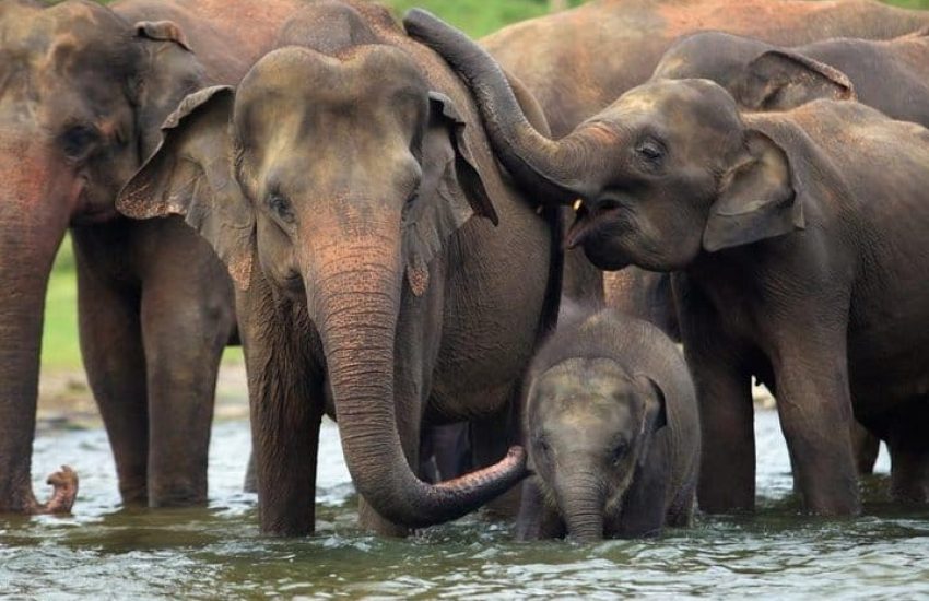 udawalawe national park
