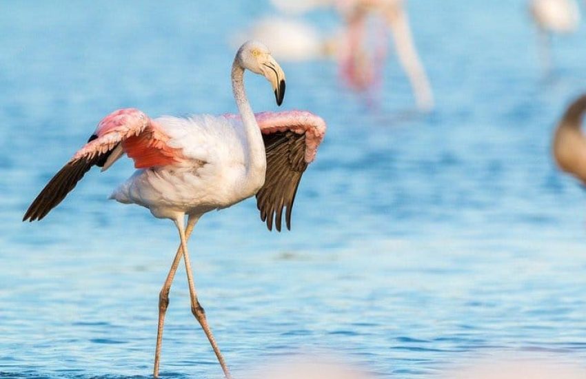 Bundala National Park