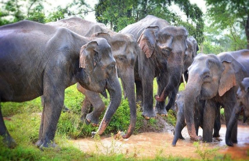 udawalawe national park