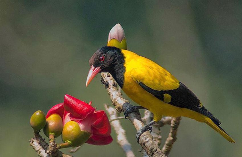 Bundala National Park