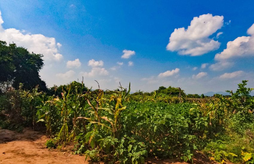 Thaulle Eco Farm