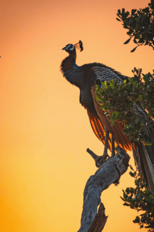 Bundala National Park