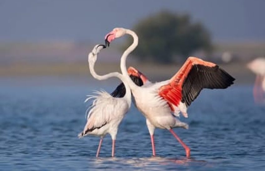 Bundala National Park
