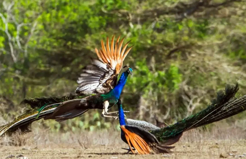 Bundala National Park