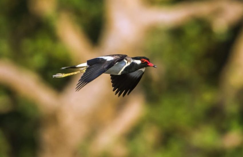 Bundala National Park