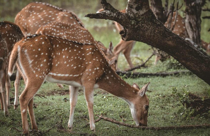 chanuka-nimsara-u073SHSte0k-unsplash