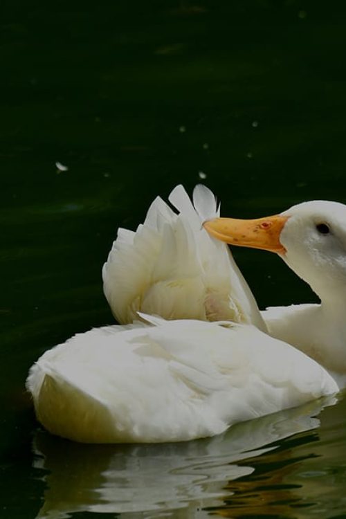 dulana-kodithuwakku-ZOjhZbz1vOc-unsplash