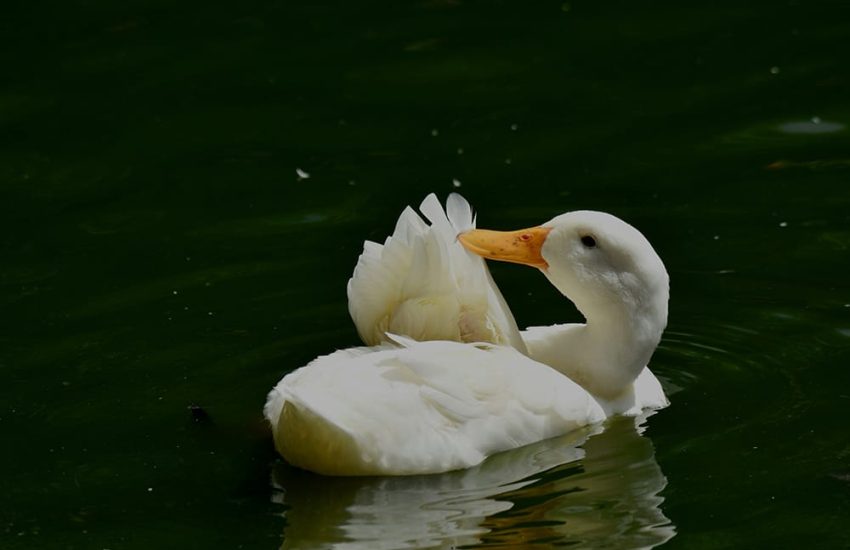 dulana-kodithuwakku-ZOjhZbz1vOc-unsplash