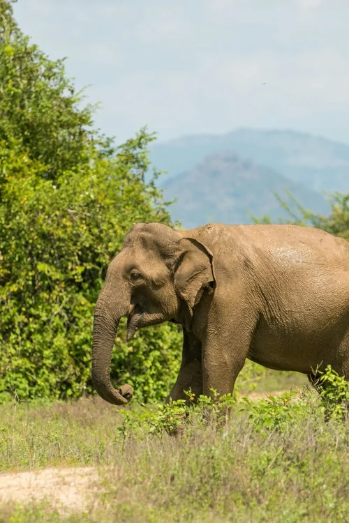 egle-sidaraviciute-VngBwhpr_wQ-unsplash