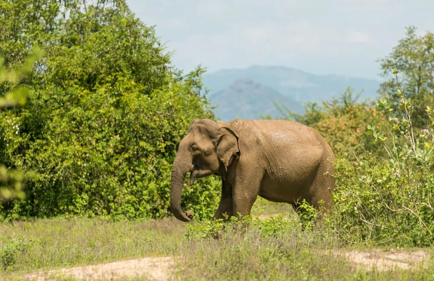 egle-sidaraviciute-VngBwhpr_wQ-unsplash