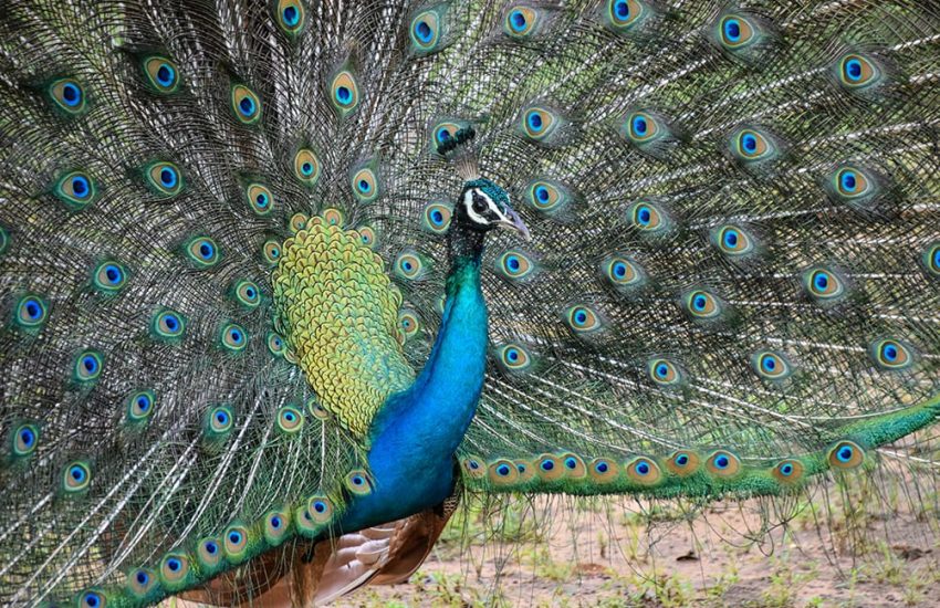 hayo-roskam-9oscr9ot0uw-unsplash