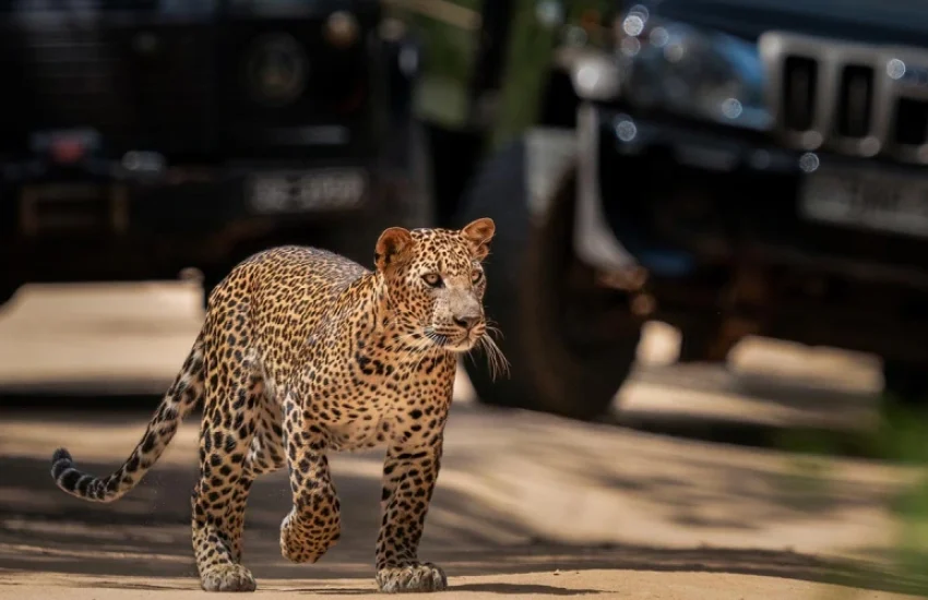 people-and-leopards-4