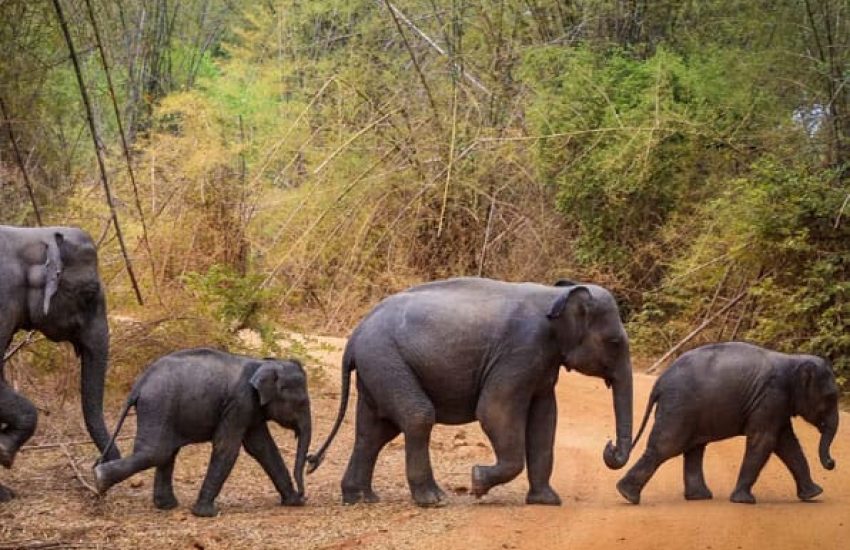 safari-in-Lunugamvehera-national-park-03