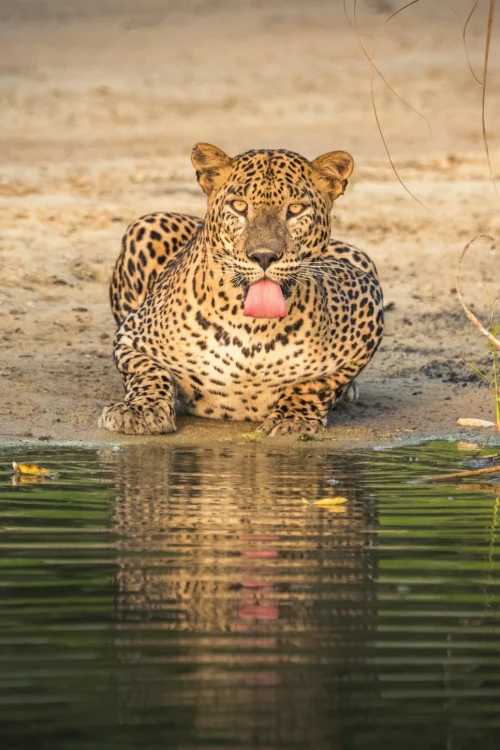 udara-karunarathna-PPGM2ZpCrzc-unsplash